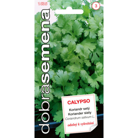 Koriander Calypso