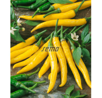 Paprika baraní roh chilli Kristian 317