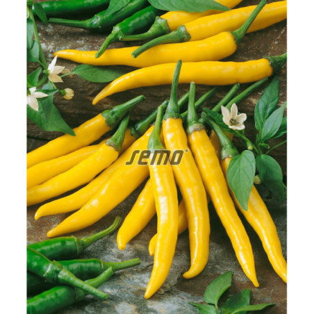 Paprika baraní roh chilli Kristian 317