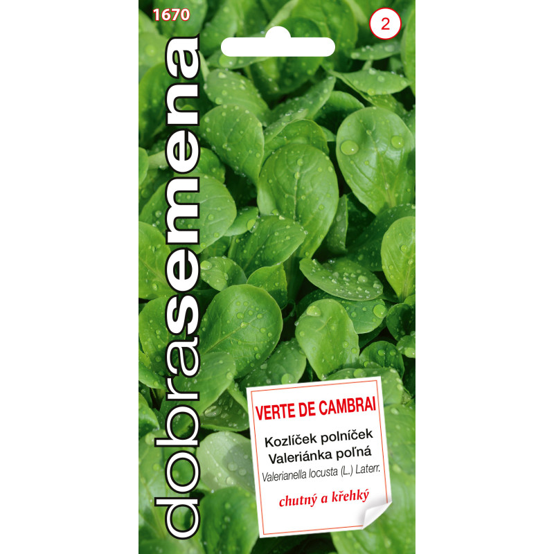 Kozlíček – Valerianella Verte de Cambrai