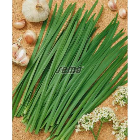 Pažítka Geisha čínska