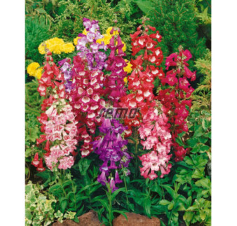 Penstemon Dráčik zmes