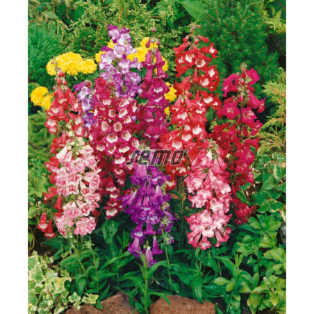 Penstemon Dráčik zmes