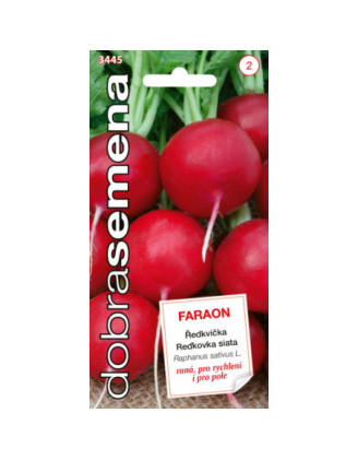 Redkovka skora Faraon