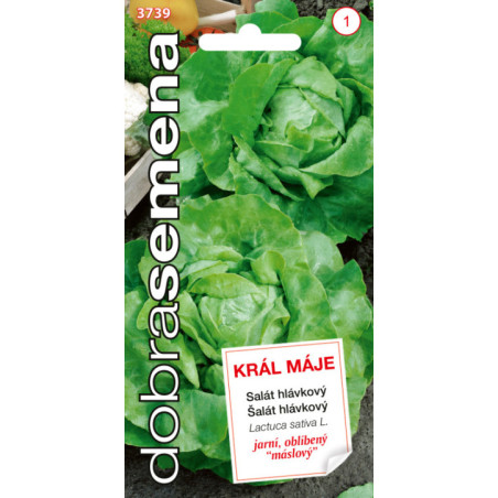 Salat hlavkovy Kral maje