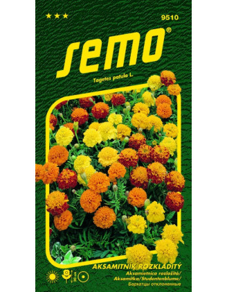 Aksamietnica Petit zmes
