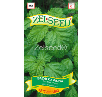 Bazalka prava Lettuce leaf
