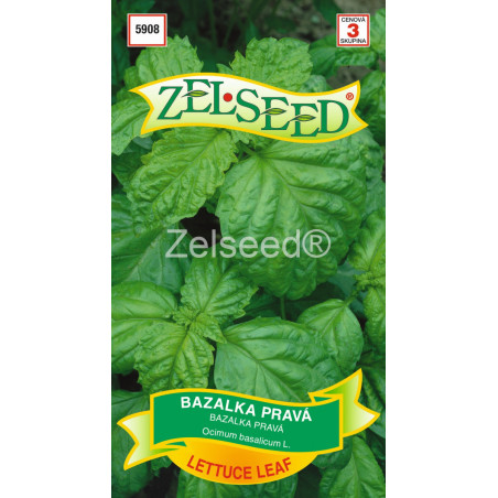 Bazalka prava Lettuce leaf