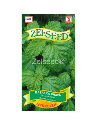 Bazalka prava Lettuce leaf