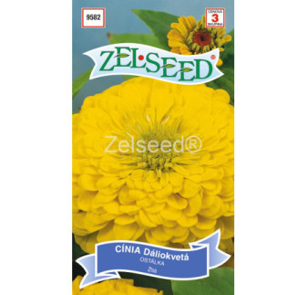 Cinia zlta Daliokveta