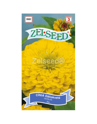 Cinia zlta Daliokveta