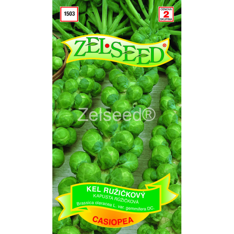 Kel ružičkový Casiopea