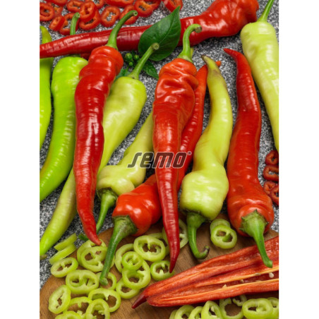 Paprika baraní roh Ohnivec pálivá