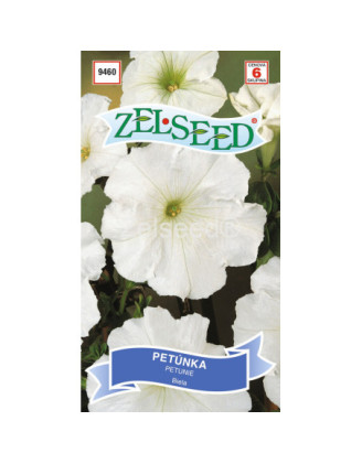 Petunia biela 68