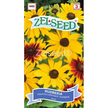 Rudbekia