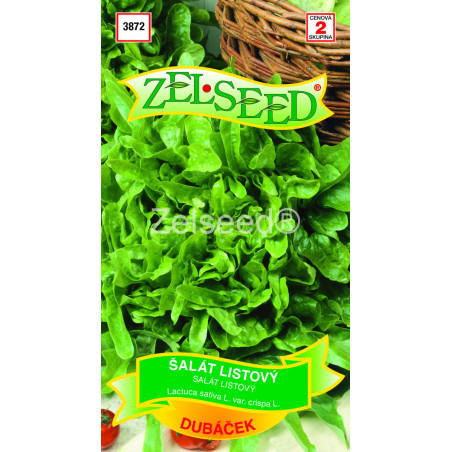 Salat listovy Dubacek
