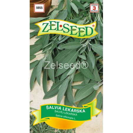 Salvia lekarska liecivka
