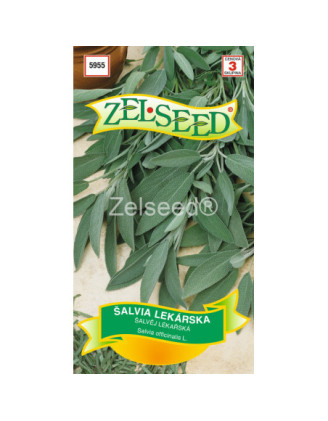 Salvia lekarska liecivka
