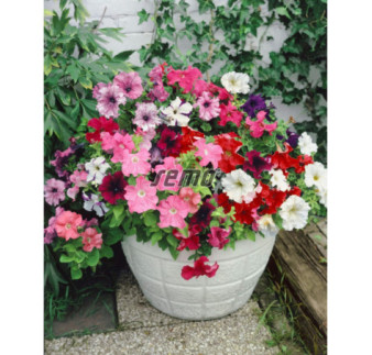 Petúnia hybridná zmes