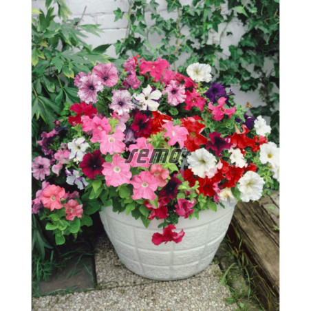 Petúnia hybridná zmes