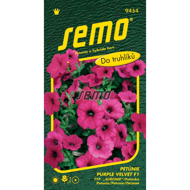 Petúnia Purple Velvet