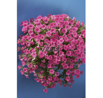 Petúnia Rose velvet