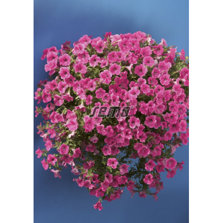 Petúnia Rose velvet