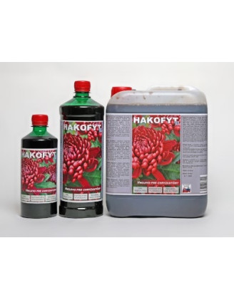 Hakofyt L chryzantema