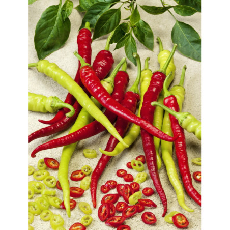 Paprika baraní roh Spiralus