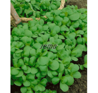 Portulaka Green Purslane