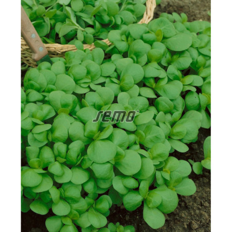 Portulaka Green Purslane