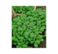 Portulaka Green Purslane