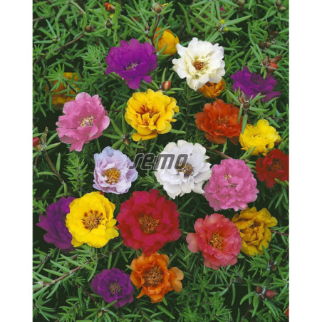 Portulaka plnokvetá zmes