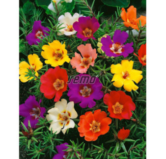 Portulaka veľkokvetá zmes