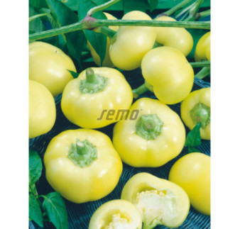 Paprika jablčková Jablina F1