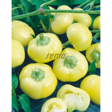 Paprika jablčková Jablina F1