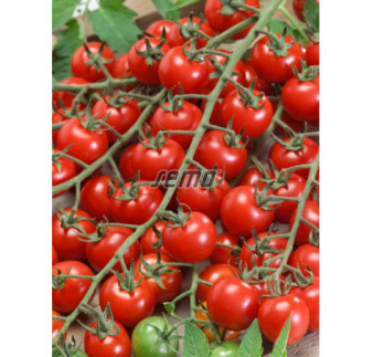Rajčiak kokteil červený Bibi Cherry