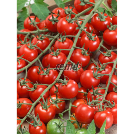 Rajčiak kokteil červený Bibi Cherry