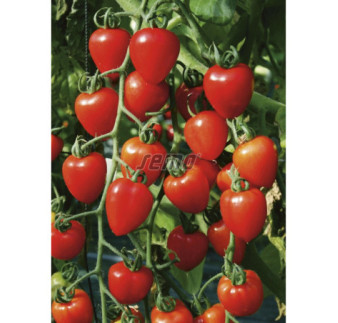 Rajčiak kolíkový Gardenberry F1