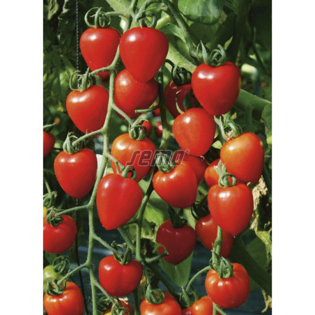 Rajčiak kolíkový Gardenberry F1
