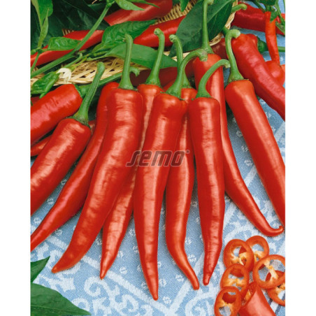 Paprika koreninová Hodoninska