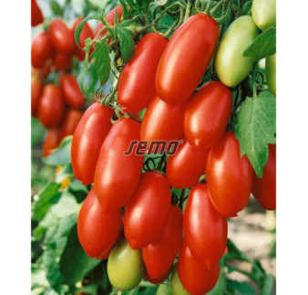 Rajčiak kolíkový San Marzano