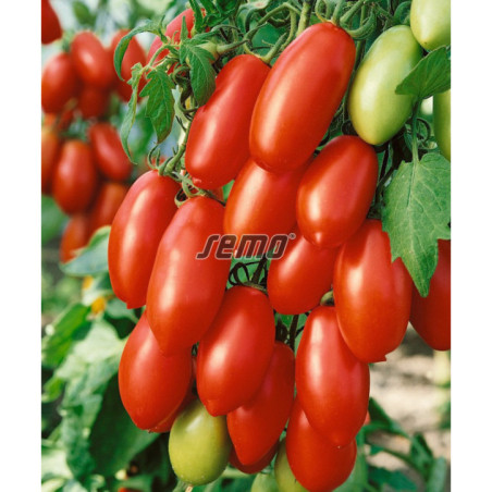 Rajčiak kolíkový San Marzano