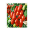 Rajčiak kolíkový San Marzano
