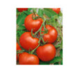Rajčiak kolkovy Torino