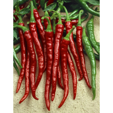 Paprika koreninová sladká Karkulka
