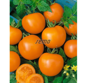 Rajčiak kríčkový Oranze