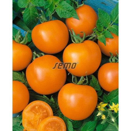 Rajčiak kríčkový Oranze