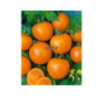Rajčiak kríčkový Oranze