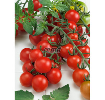 Rajčiak kríčkový Rubinek cherry